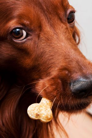 Dog with a bone, illustrating wordplay in the French language. (Image © Igor Terekhov/Hemera.)