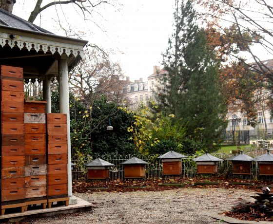 Bee hives in the Luxembourg Gardens in Paris, a way of discovering nature with urban beekeeping and the production of Paris honey. (Image © Meredith Mullins.)