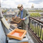 Paris Honey: The Bees Knees