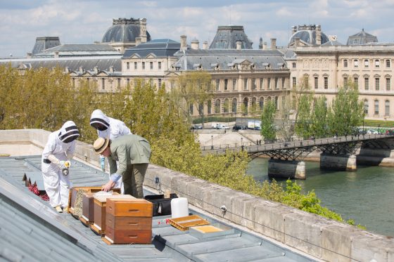 Audric de Campeau on the roof of La Monnaie, discovering nature via urban beekeeping and the production of Paris honey. (Image courtesy of Le Miel de Paris.)
