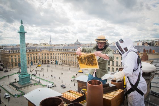 Audric de Campeau works with bees on the roof of Boucheron near Place Vendome in Paris, discovering nature via urban beekeeping and the production of Paris honey. (Image © Le Miel de Paris.)