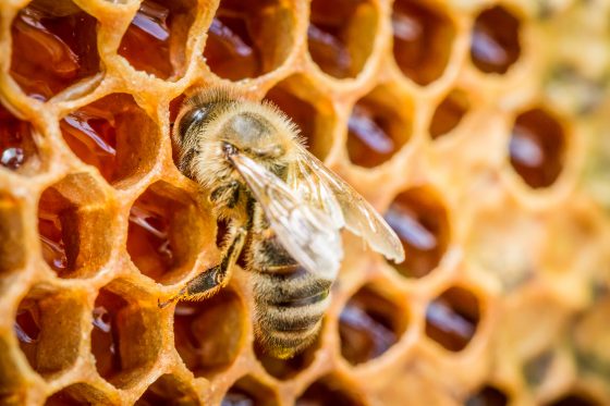 Bees in a beehive on honeycomb, part of discovering nature in Paris with urban beekeeping and the production of Paris honey. (Image © Shaiith/iStock.)