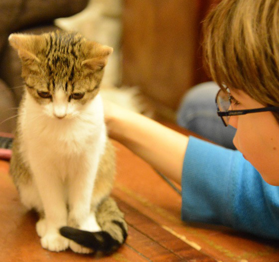 Boy in blue shirt patting cat: Living a Happier Life at the Cat Cafe in Paris (Photo © Meredith Mullins)