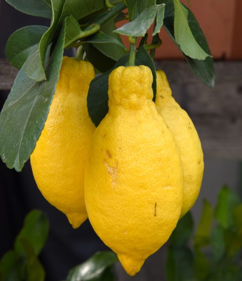Menton lemons on a branch, travel inspiration to visit the Menton Lemon Festival. (Image © Meredith Mullins.)
