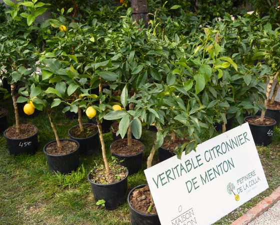Lemon trees for sale at the Menton Lemon Festival, travel inspiration for unusual events. (Image © Meredith Mullins.)