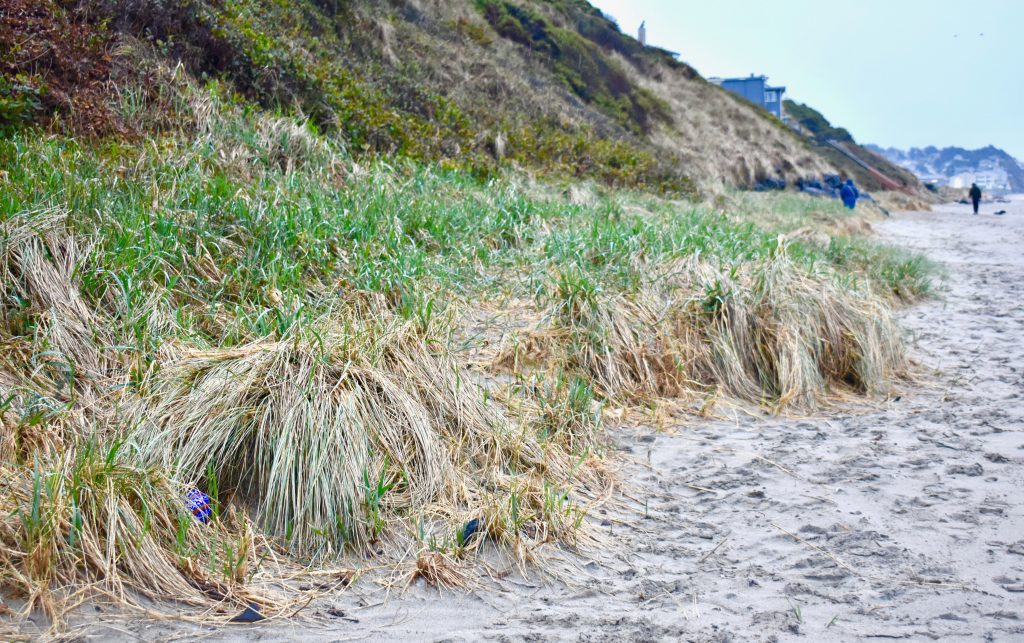 A glass float hidden on the Lincoln City beach reflects a cultural tradition of the Oregon coast. (Image © Joyce McGreevy)