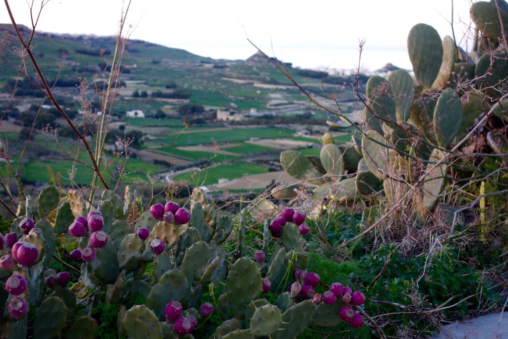 Prickly pear cactus grows wild in Gozo, Malta, a place Edward Lear visited with a traveler's wanderlust and one that inspired his wordplay and watercolor paintings. (Image by Joyce McGreevy)