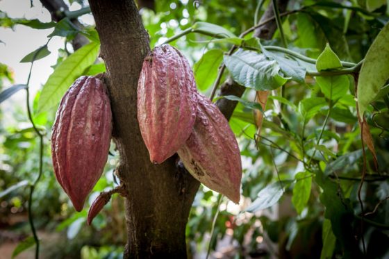 Theobroma cacao tree, part of the cultural traditions of chocolate and the cocoa bean, one of the fun facts about chocolate. (Image © Best for Best/iStock.)