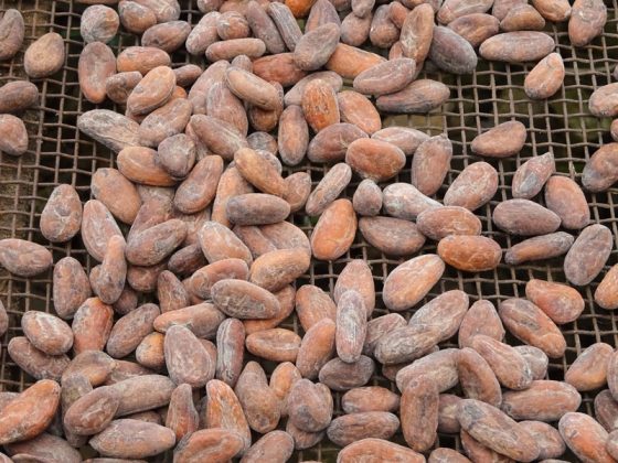 Pile of cocoa beans, showing the cultural traditions of chocolate from around the world, one of the fun facts about chocolate. (Image © AL-Travelpicture/iStock.)