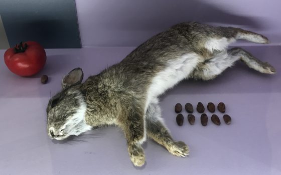 Dead rabbit and cocoa beans, showing the cultural traditions of chocolate and cocoa beans as currency as one of the fun facts about chocolate. (Image © Meredith Mullins from the Musée du Chocolat.)