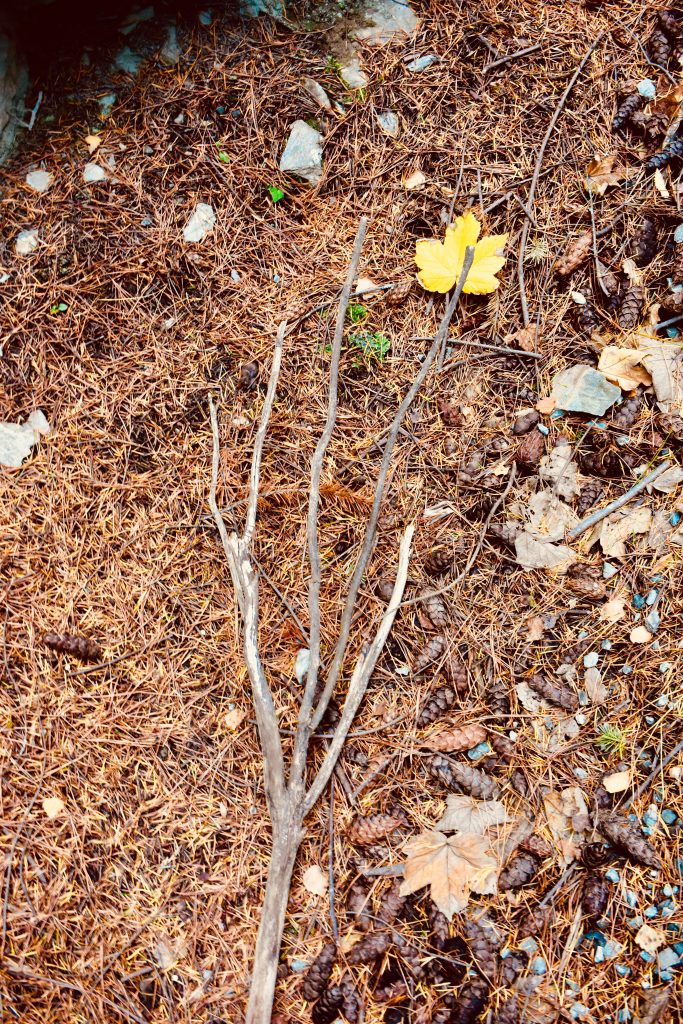 A tree branch on Queenstown Hill serves as a symbol to visitors who are walking New Zealand that they may be grasping for the wrong things. (Image © Joyce McGreevy)