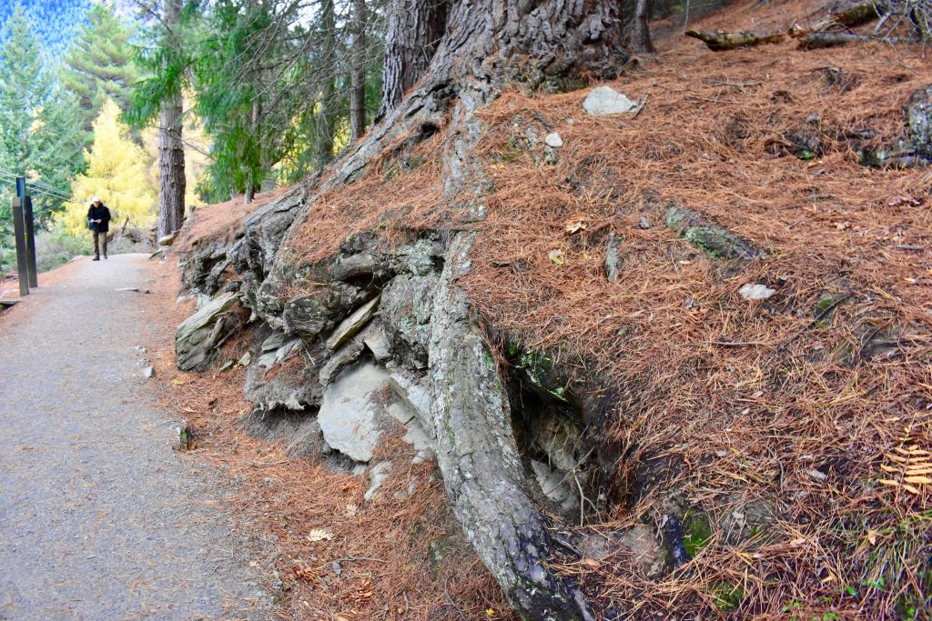 Tree roots on Queenstown Hill symbolize how visitors who are mindfully walking New Zealand think through issues and get to the root of a problem. (Image © Joyce McGreevy)