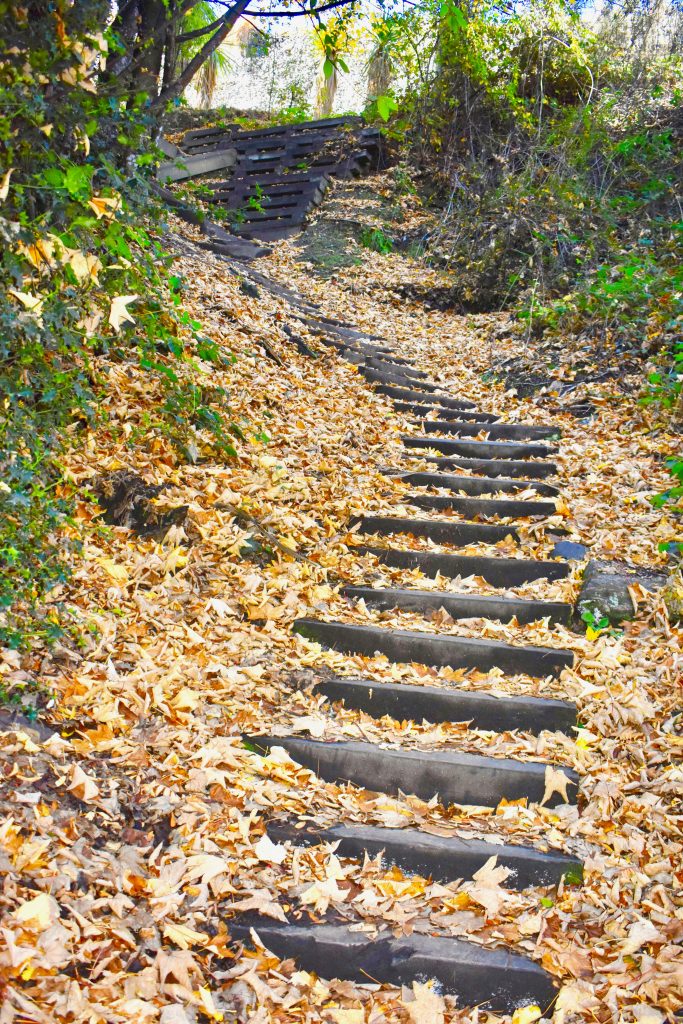 Steep wooden steps in Queenstown inspire a visitor to New Zealand to consider the wordplay of pathways. (Image Â© Joyce McGreevy)