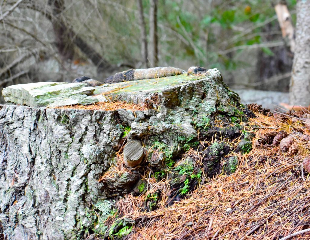 A tree stump by a walking pathway on Queenstown Hill symbolizes problems that may have visitors who are walking New Zealand stumped. (Image © Joyce McGreevy)