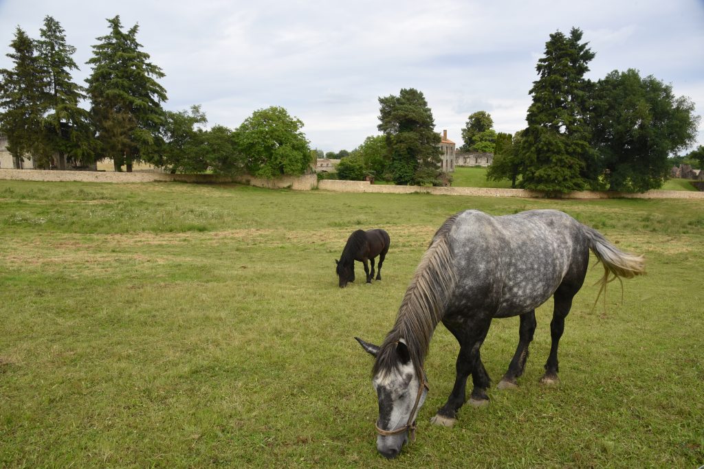 Horses grazing in Oradour-sur-Glane, a village that was an important part of the cultural history of WW II in France. (Image © Meredith Mullins.)