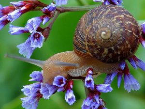 Something as small as a snail can feature in travel stories of getting lost and finding beauty. 