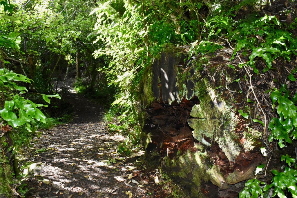 The Tongariro National Forest, Ohakune, Ruapehu evokes memories of a New Zealand travel adventure. (Image © Joyce McGreevy)