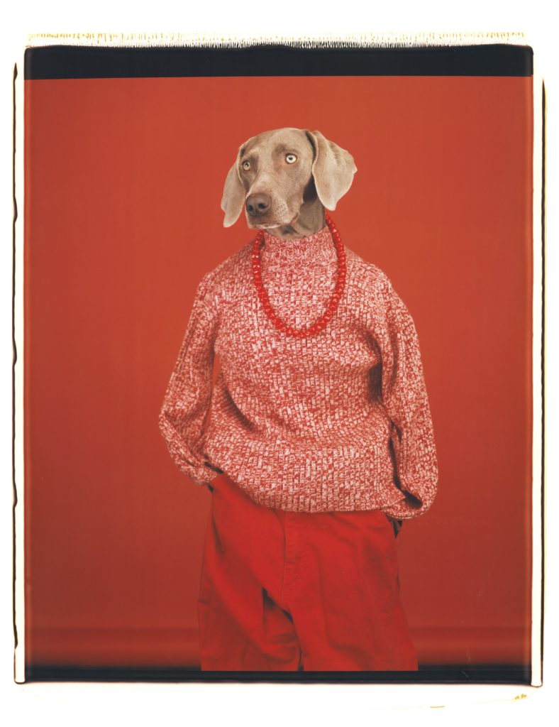 Casual, a photo by William Wegman in 2002, shown at the Rencontres d'Arles (Arles Photo Festival). (Image © William Wegman.)