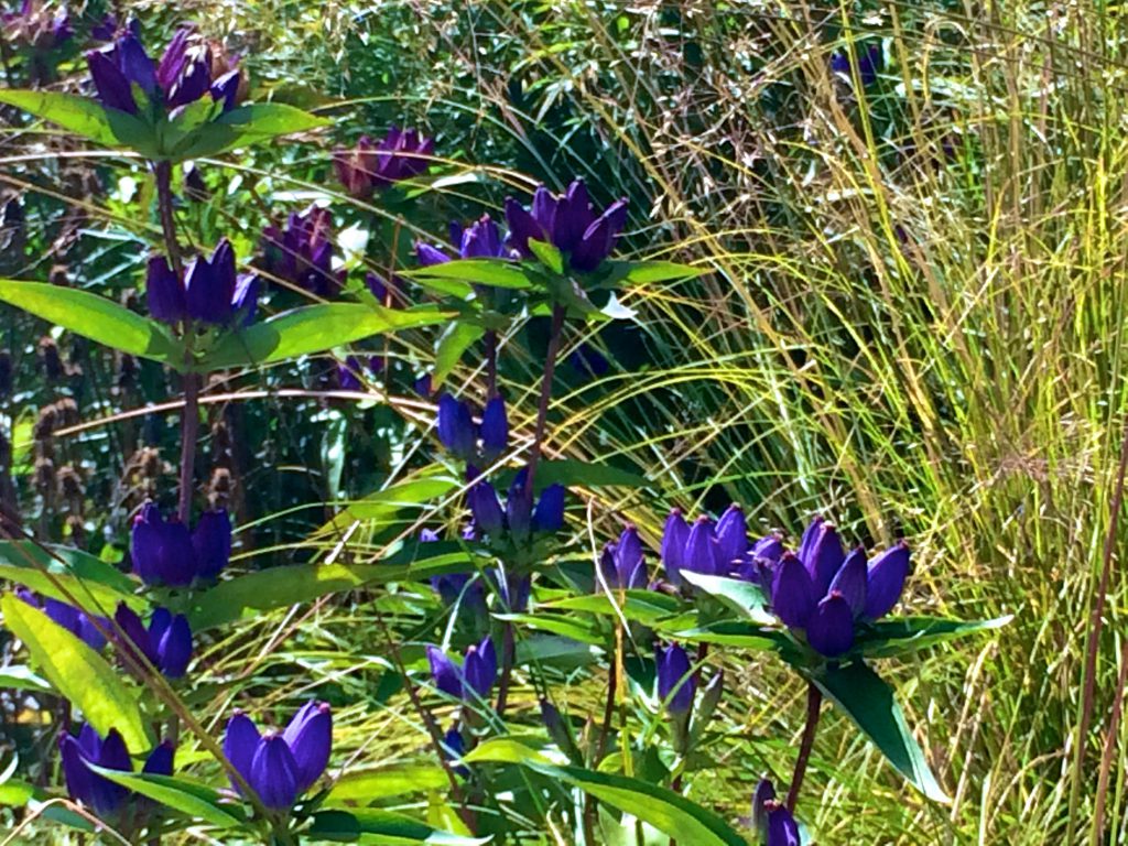 Native spiderwort flourish in Chicago's Lurie Garden, thanks to wild gardening. Image © Joyce McGreevy