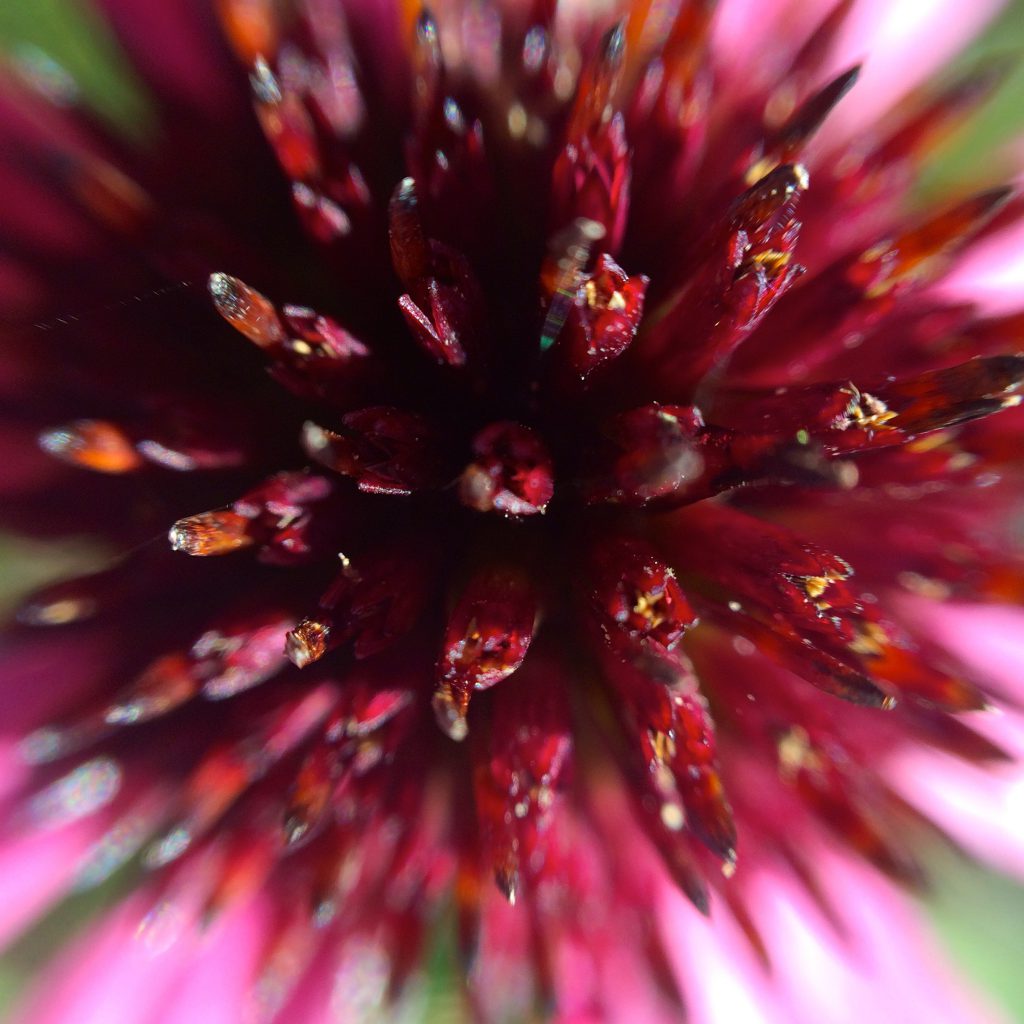 A close-up prairie flower in Chicago's Lurie Garden reflects the trend toward wild gardening. Image © Joyce McGreevy