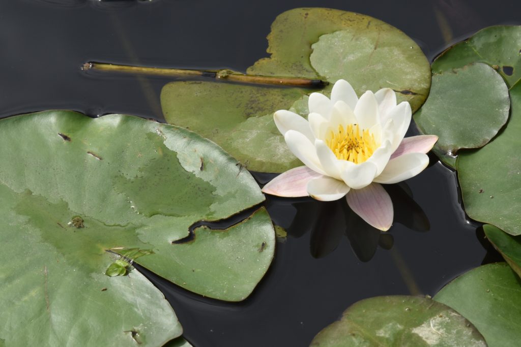 Waterlily on Monet's waterlily pond, travel inspiration at Giverny gardens in France. (Image © Meredith Mullins.)