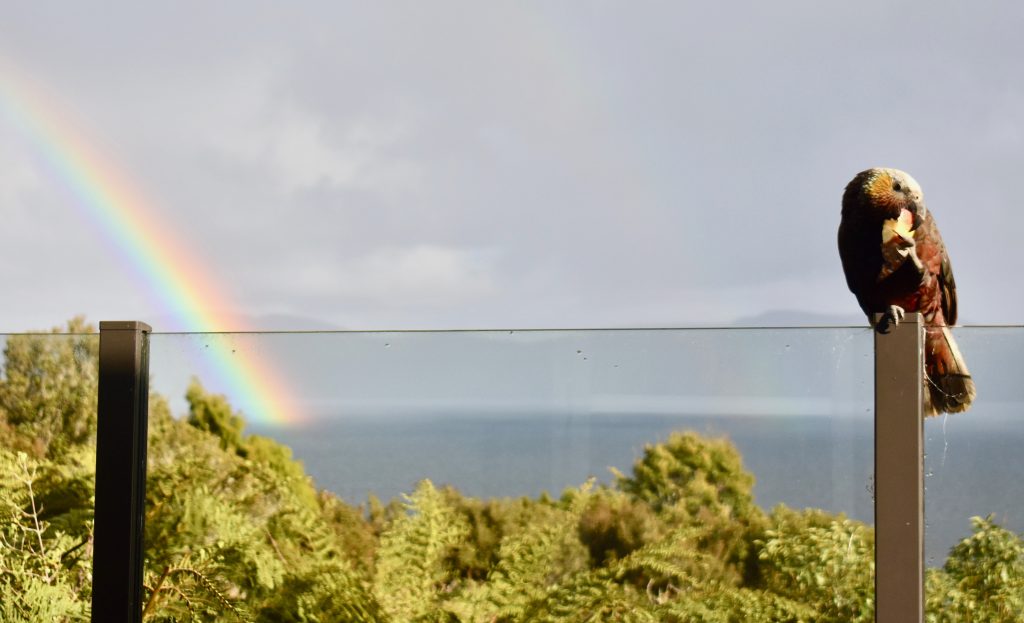 A rainbow and bush parrot in New Zealand suggest a brighter future for native birds around the world. (Image @ Joyce McGreevy)