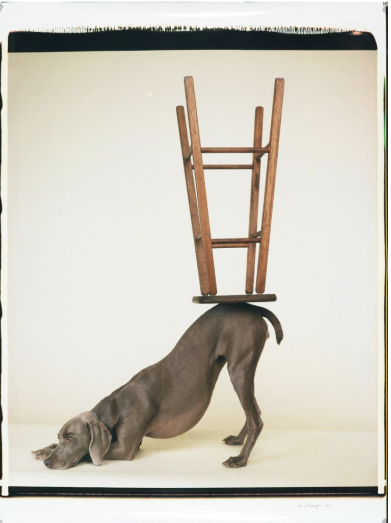 Upside Downward, a photo by William Wegman at the Rencontres d'Arles (Arles Photo Festival). (Image © William Wegman.)