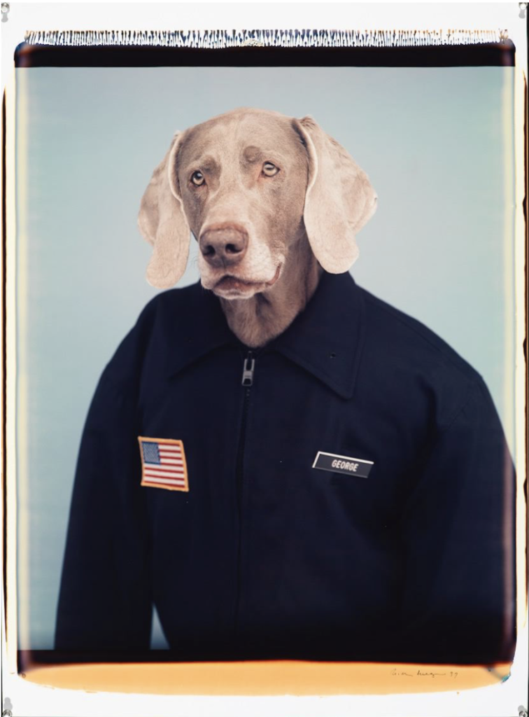 George, a photo by William Wegman at the Rencontres d'Arles (Arles Photo Festival). (Image © William Wegman.)