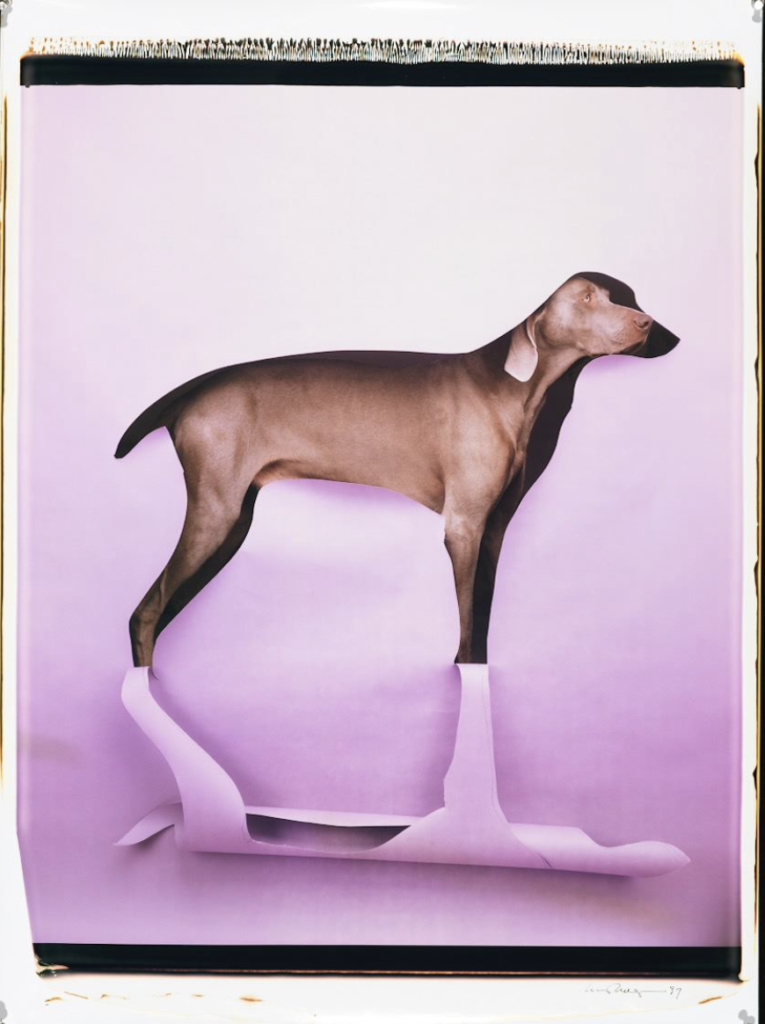 Cut to Reveal, a photo by William Wegman at the Rencontres d'Arles (Arles Photo Festival). (Image © William Wegman.)