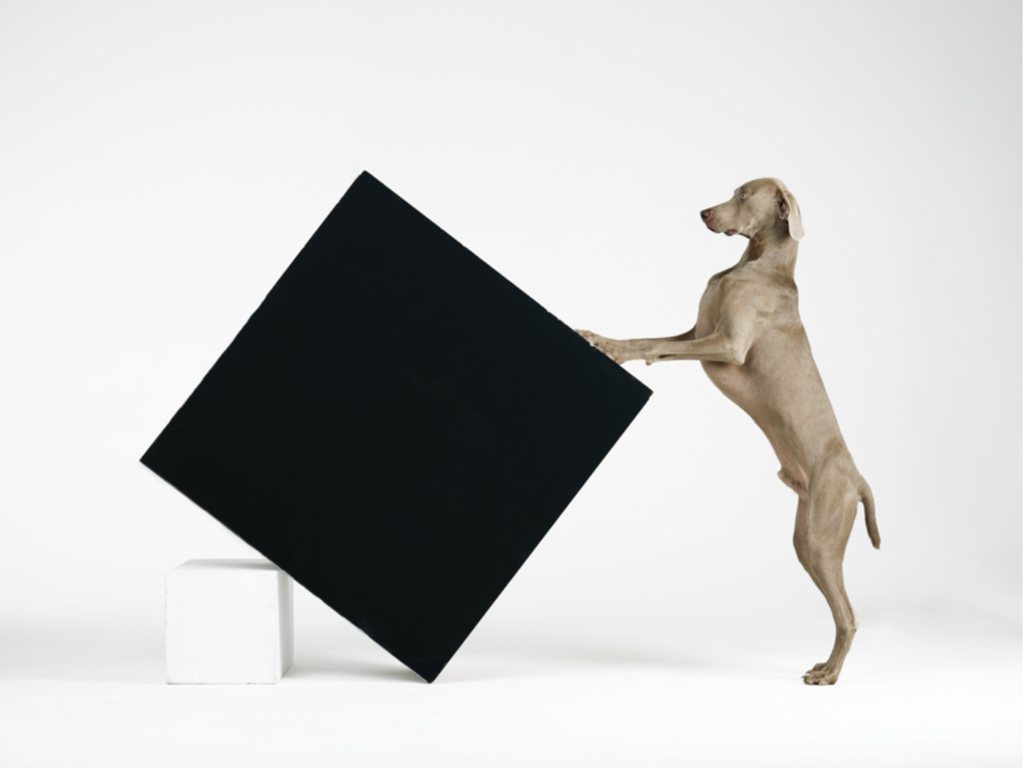 Constructivism, a photo by William Wegman at the Rencontres d'Arles (Arles Photo Festival). (Image © William Wegman.)