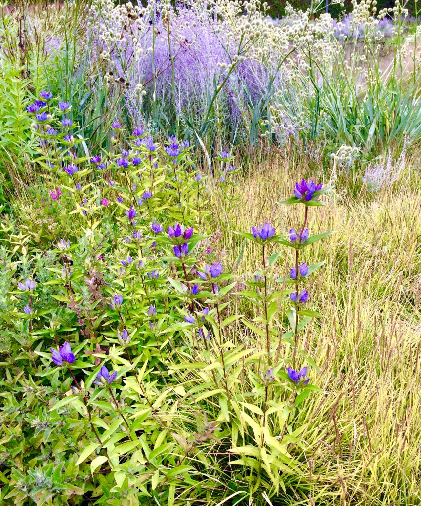 A prairie in Illinois recalls Willa Cather’s sense of place and inspires a traveling reader’s wanderlust for words. (Image © Joyce McGreevy)