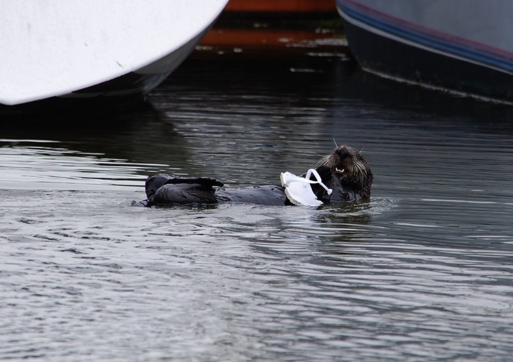 California sea otter with flip flop, reminding us of the need for nature watch to protect them. (Image © Sea Otter Savvy.)