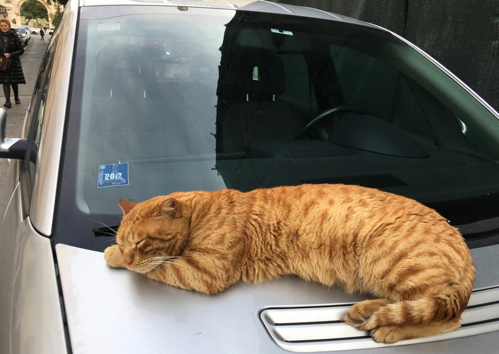  A sleeping cat in Athens, Greece is unlikely to offer language tips on learning a second language. (Image © Joyce McGreevy)