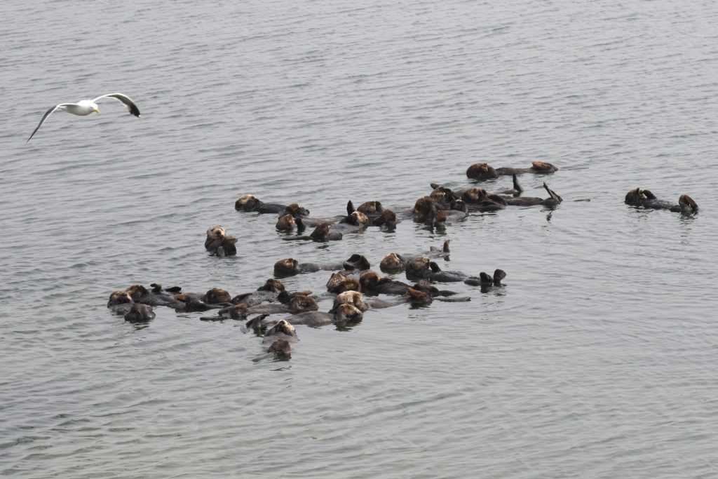 A raft of California sea otters at Elkhorn Slough in Moss Landing, California, reminding us of our responsibilities on nature watch to protect them. (Image © Meredith Mullins.)
