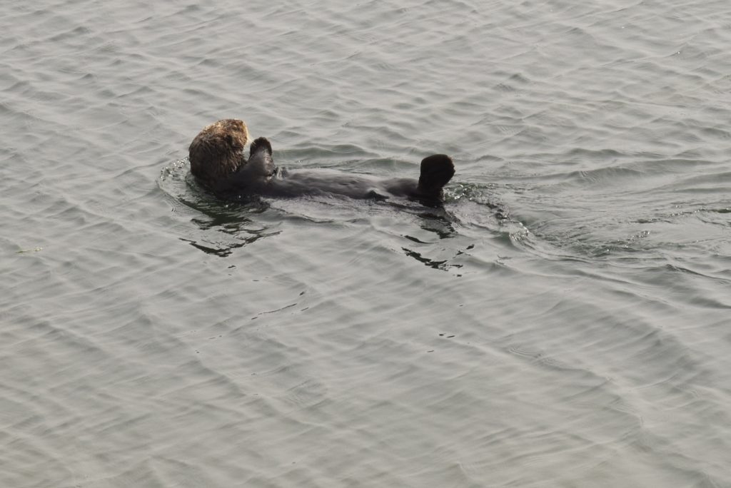 A California sea otter in the Elkhorn Slough in Moss Landing, floating on his back, reminding us of nature watch to protect them. (Image © Meredith Mullins.)