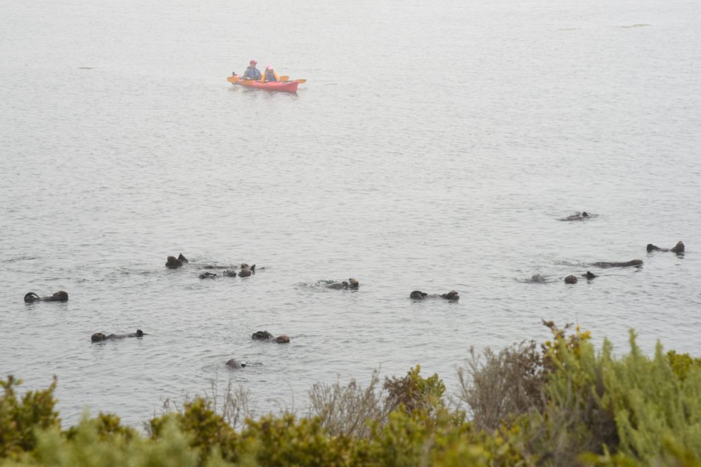 A kayak at a distance from a group of California sea otters, a reminder of the nature watch to protect them. (Image © Meredith Mullins.)
