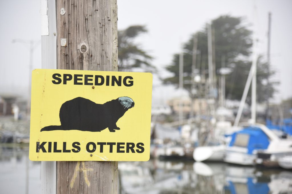 A Speeding Kills Otters sign in Moss Landing, California, a reminder of nature watch to protect California sea otters. (Image © Meredith Mullins.)