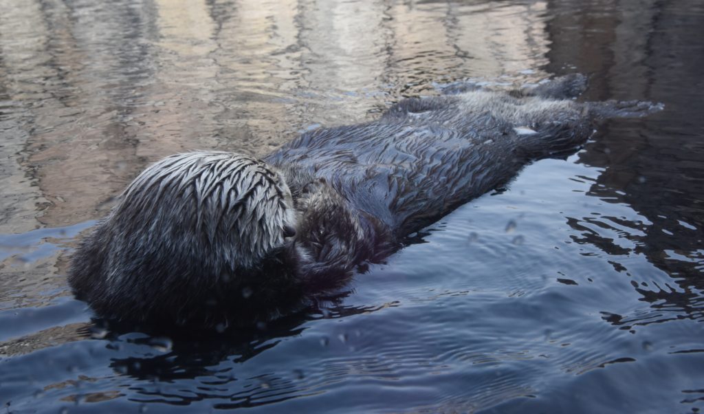 A California sea otter floating on his back at the Monterey Bay Aquarium, reminding us of a nature watch to protect them. (Image © Meredith Mullins.)
