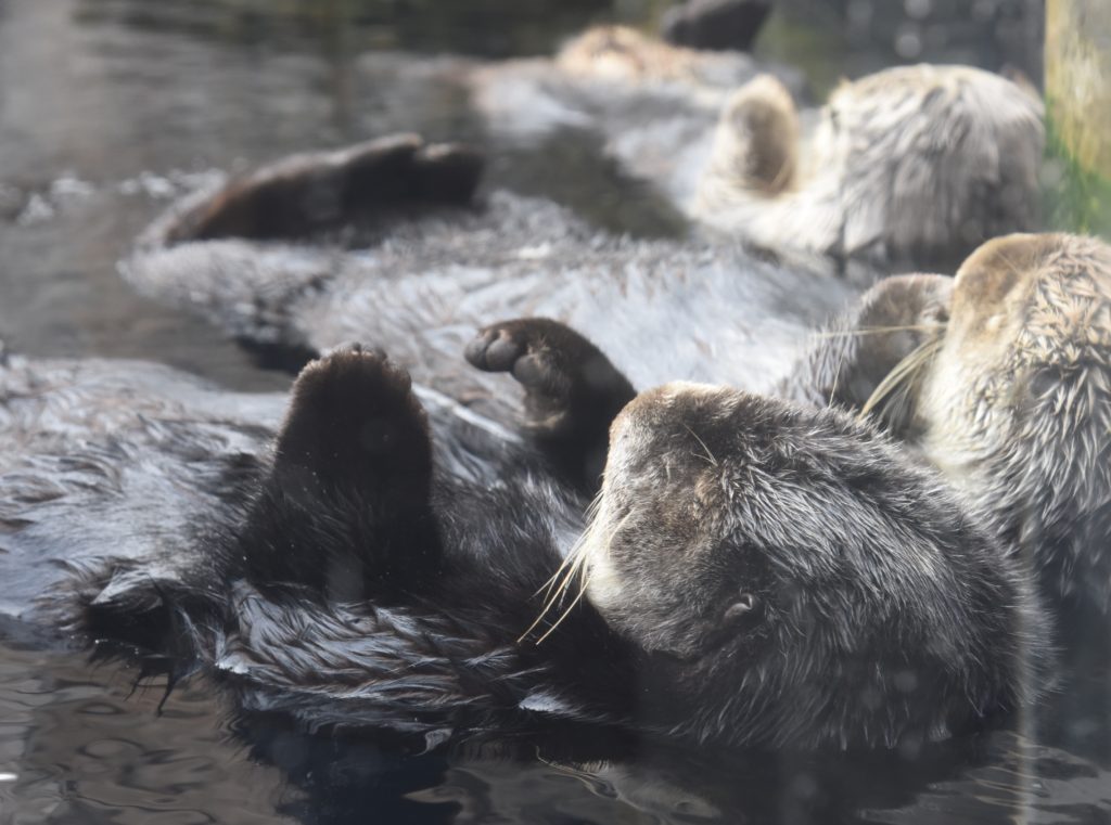 A California sea otter, reminding us to be on nature watch to protect them. (Image © Meredith Mullins.)