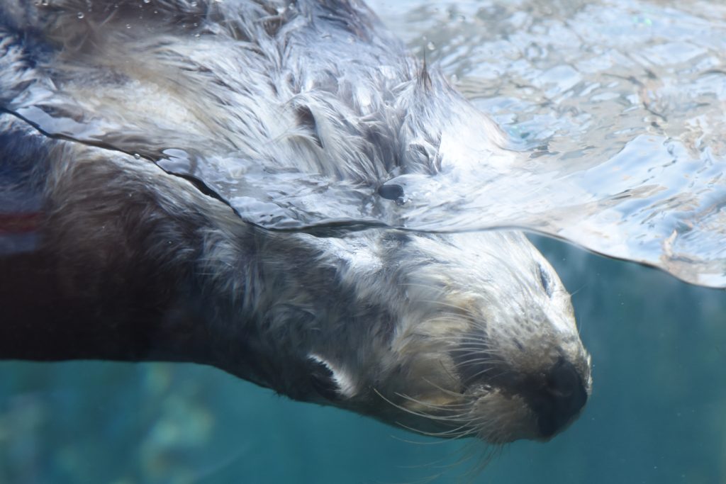 A California sea otter dives for food at the Monterey Bay Aquarium, a reminder of the nature watch needed to protect them. (Image © Meredith Mullins.)