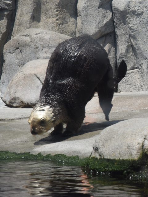 A California sea otter on a rock, reminding us of nature watch to protect them. (Image © Meredith Mullins.)