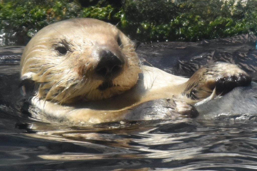 A California sea otter, reminding us to be on nature watch to protect them. (Image © Meredith Mullins.)