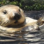 Nature Watch: California Sea Otter Savvy