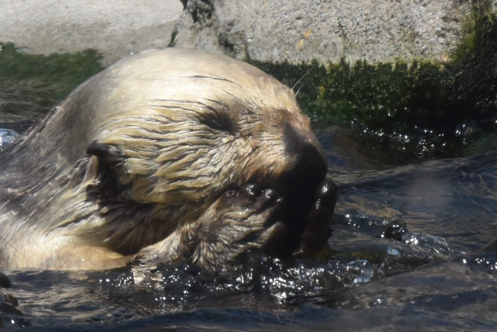 A California sea otter eating with his paws, reminding us of a nature watch to protect them. (Image © Meredith Mullins.)