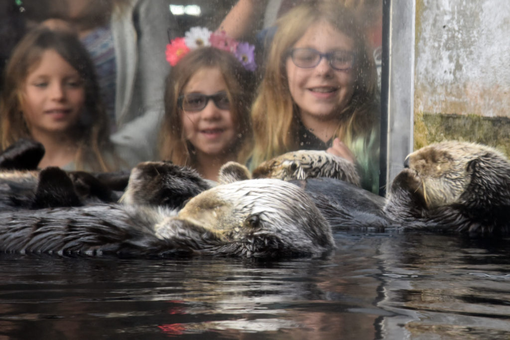 Children watching California sea otters at the Monterey Bay Aquarium, reminding us to go on nature watch to protect the otters. (Image © Meredith Mullins.)