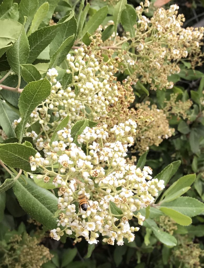 Tree with white flowers and a bee at the Big Sur New Camaldoli Hermitage, a place for seeking silence and challenging the cultural traditions of Labor Day. (Image © Meredith Mullins.)