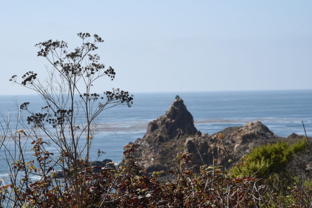 Plant and pinnacle on the Big Sur coast road near the New Camaldoli Hermitage, a place for seeking silence and challenging the cultural traditions of Labor Day. (Image © Meredith Mullins.)