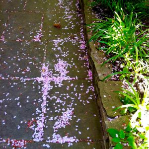 Cherry blossoms on a London garden path reflect the nature discoveries to be made in urban peace and quiet. (© Joyce McGreevy) 