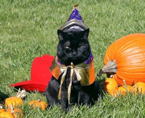 A White House cat in costume circa 2007 sparks an aha moment about Halloween around the world. 