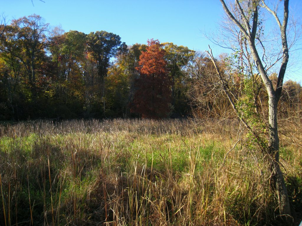 Theodore Roosevelt Island in Washington, DC offers nature's discoveries to seekers of urban peace and quiet. (Public domain)